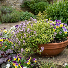 Thymus citriodorus ‘Doone Valley’ Thyme Herb Plants, Hardy Perennial Culinary Herb, Outdoor Garden Ready, 1 Litre Root-Ball