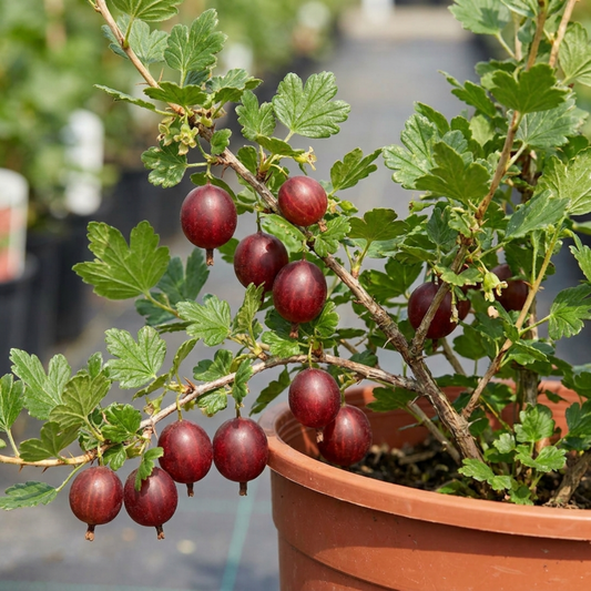 Gooseberry Kamieniar Plant, Hardy Edible Fruit Bush, Outdoor Garden Ready, 17cm Root Ball