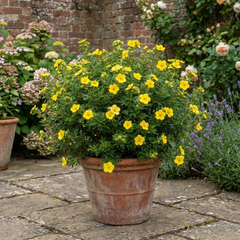 Potentilla Goldfinger Hardy Yellow Flowering Shrub, Bee Friendly Garden Plant, 2 Litre Root Ball