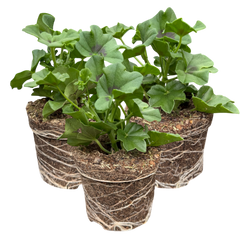 Geranium Trailing Blanche Roche | 3 or 6 1L Pots