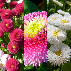 Bellis Assorted | 3 or 6 1L Pots