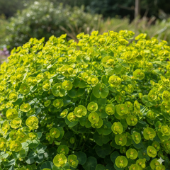 Euphorbia Robbiae | 3 or 6 1L Pots