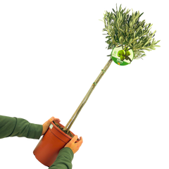 Olive Tree | 5L Pot