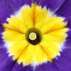 Polyanthus Blue | 3 or 6 1L Pots