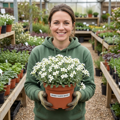 Arabis Aubris White Rockcress Plant, Hardy Alpine Perennial Ground Cover, 2L Root Ball