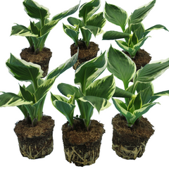 Hosta Francee | 3 or 6 1L Pots