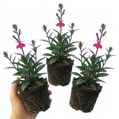 Lobelia Starship Deep Rose Upright Hardy Perennial Plants, Summer Garden Ready, 1 Litre Root Ball