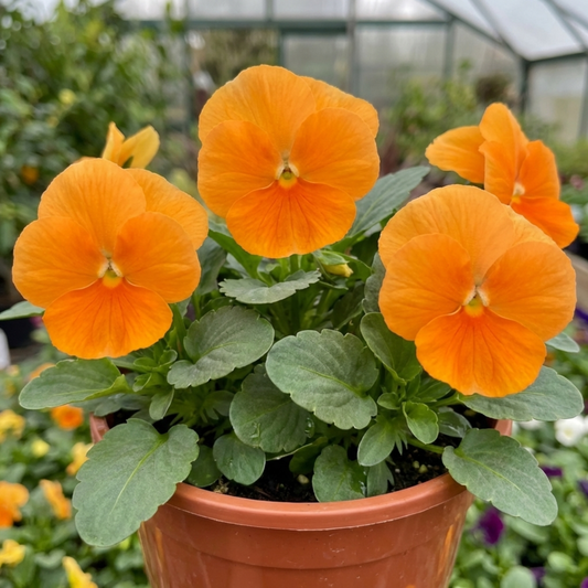Pansy Delta Pro Clear Orange Flower Plants, Outdoor Garden Ready, Spring & Autumn, 3Ltr Root-Ball