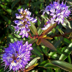 Hebe Mrs Winder | 2L Pots