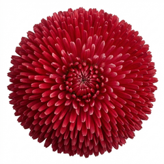 Bellis Habanera Red Hardy English Daisy Plant, Outdoor Garden Ready, 2 Litre Root Ball