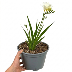 1 Freesia White River Perennial Plant, Fragrant Scented Summer Flowers, Outdoor Garden Ready, 17cm Root-Ball