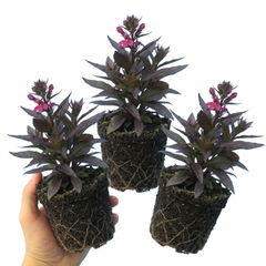 Lobelia Starship Bronze Leaf Upright Hardy Perennial Plants, Garden Ready, 1 Litre Root Ball