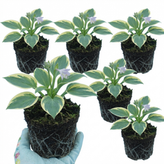 First Frost Plantain Lily, Ready to Plant in Your Garden