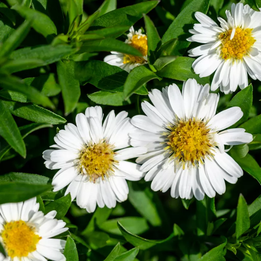 Aster Alpha White | 2L Pot