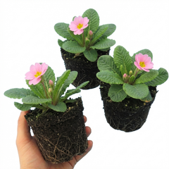 Primrose Strawberry, Ready to Plant in Your Garden, Peat Free