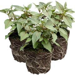 Fuchsia Bella Lisa | 3 or 6 1L Pots