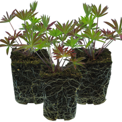 Lupin Legendary Blue, Ready to Plant in Your Garden, Peat Free