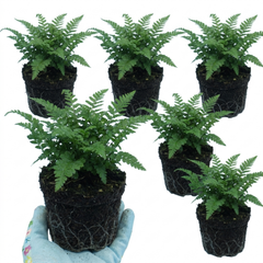 Soft Shield Fern Polystichum Plumosum Densum Plants, Hardy Evergreen Perennial, 1 Litre Root Ball