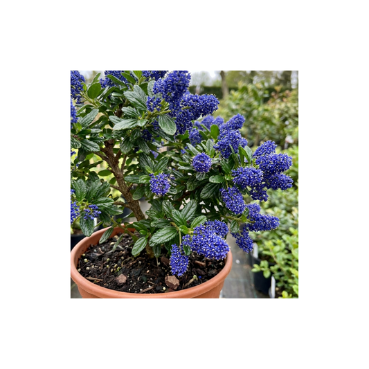 Ceanothus Victoria Plant, Hardy Evergreen Blue Flowering Shrub, Outdoor Garden Ready, Litre Root-Ball