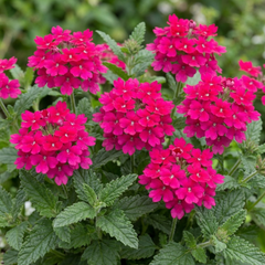Verbena Trailing Magelana Hot Rose Plants, Summer Bedding Garden Ready, 10.5cm Root-Ball
