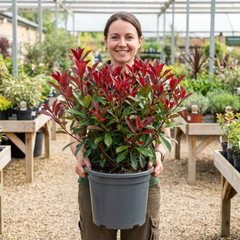 Photinia Louise Plant, Hardy Evergreen Red Leaf Hedge Shrub, Outdoor Garden Ready, 26cm Root Ball