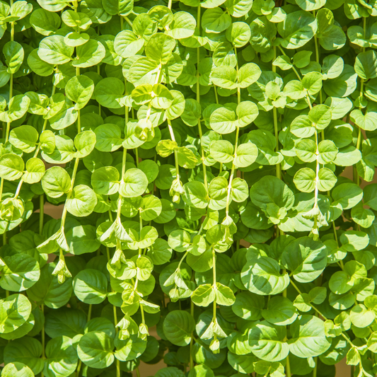 Set of 3 or 6 Large Creeping Jenny Plants - Lysimachia Goldilocks, Outdoor Garden Ready