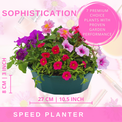 7 Colour Coordinated Plants - Sophistication Theme Speedplanter, Garden Ready