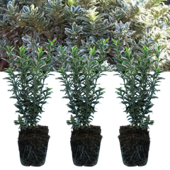 EUONYMUS MICROPHYLLUS ALBOVARIEGATUS