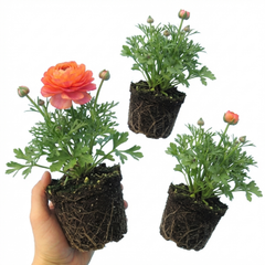 Ranunculus Vortex Orange Pink Persian Buttercup Plants, Hardy Perennial, Spring Flowering, Outdoor Garden Ready, 1 Litre Root-Ball