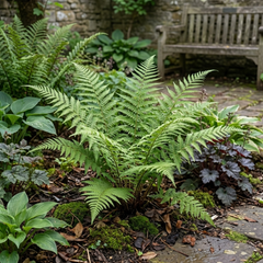 Dryopteris Linearis Polydactyla Male Fern Plants, Hardy Shade Loving Perennial Ferns, Garden Ready, 1 Litre Root-Ball