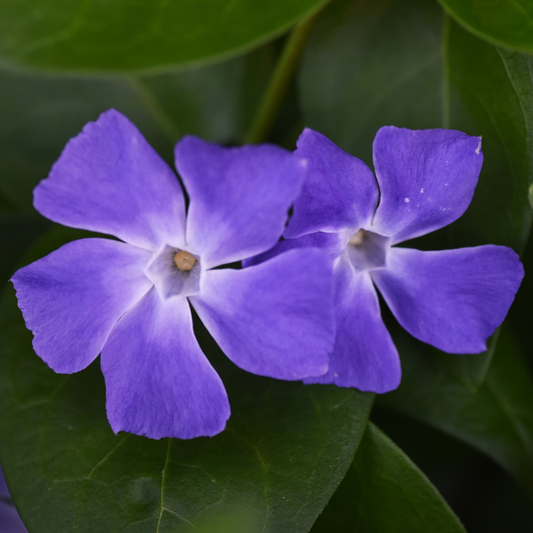 Vinca Minor | 2L Pot