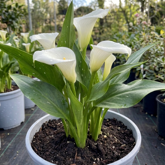 1 Zantedeschia Snow White Live Plant, Hardy Perennial Calla Lily, Outdoor Garden Ready, 3 Litre Root-Ball