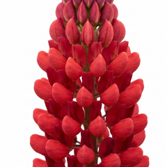 Lupin Legendary Red Hardy Perennial Plants, Summer Flowering, Bee Friendly Lupins, Outdoor Garden Ready, 1 Litre Root-Ball