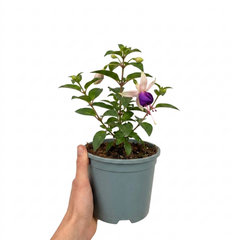1 Large Plant - Upright Fuchsia Fuchsita Blush & Violet, Outdoor Garden Ready