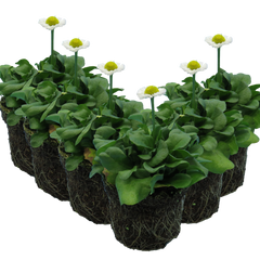Bellis White | 3 or 6 1L Pots