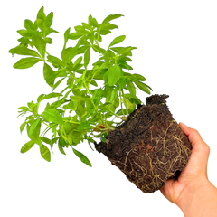 Choisya Sundance | 2L Pot