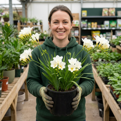1 Freesia White River Perennial Plant, Fragrant Scented Summer Flowers, Outdoor Garden Ready, 17cm Root-Ball