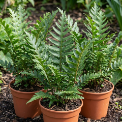 3 Large Plants - Scaly Male Fern Dryopteris Cristata, Outdoor Garden Ready, 1L