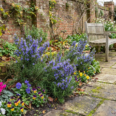Set of 3 or 6 Rosemary ‘Blue Winter’ Herb Plants (Salvia rosmarinus), Hardy Evergreen Culinary Shrub, Outdoor Garden Ready, 1 Litre Root-Ball