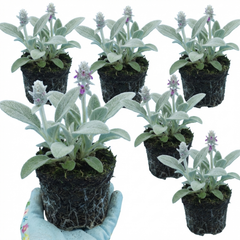 Set of 3 or 6 Stachys Byzantina Lamb's Ear Plants, Hardy Silver Leaf Perennial Ground Cover, 1Ltr Root Ball