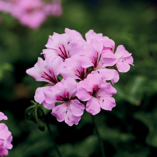 Set of 3 or 6 Large Plants - Geranium Tornado Pink, Ready to Plant in Your Garden