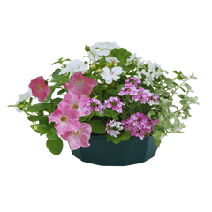 7 Colour Coordinated Plants - Bridal Bouquet Theme Speedplanter, Garden Ready