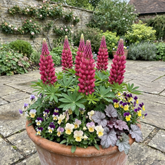 Lupin Legendary Rose Hardy Perennial Plants, Summer Flowering Cottage Garden Plants, Outdoor Garden Ready, 1 Litre Root-Ball