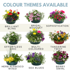 7 Colour Coordinated Plants - Effortless Chic Theme Speedplanter, Garden Ready