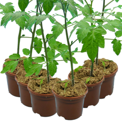 Tomato Consuelo, Ready to Plant & Bear Fruits