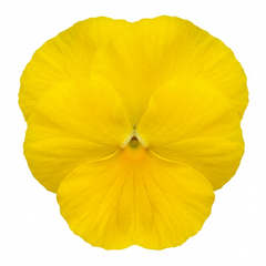 Pansy Delta Pro Clear Yellow Plants, Frost Hardy Winter & Spring Flowering, 3Ltr Root-Ball
