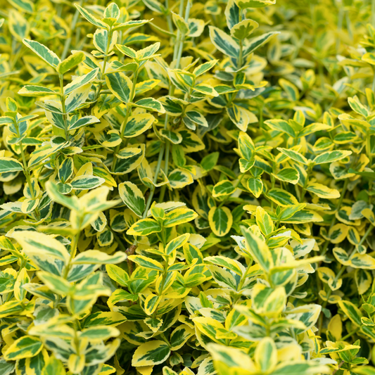 Euonymus Ovatus Aureus | 2L Pot