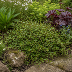 3 Muehlenbeckia Green Wire Vine Plants, 9cm Pots