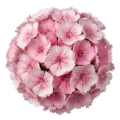 1 Dianthus Shirley Temple Plant, Fragrant Summer Flowering Hardy Perennial, 5L Root-Ball