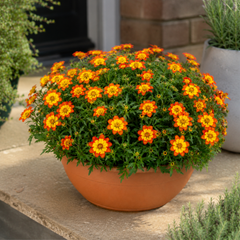 1 Bidens Taka Tuka Orange Yellow Brush, Outdoor Summer Flowering Bedding Plant, 21cm Root-Ball
